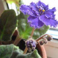 Фиалка :: Елена Семигина