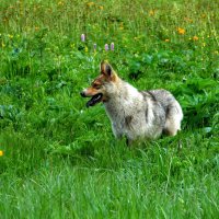 Радость зашкаливает. :: nadyasilyuk Вознюк