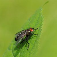 Муха с глазами :: Евгений Седов