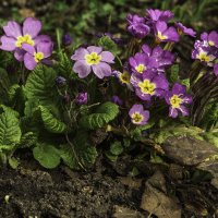 Примула :: Игорь Сикорский