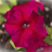 Петуния :: Игорь Сикорский