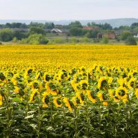 ЛЕТНИЙ ПЕЙЗАЖ С ПОДСОЛНУХАМИ :: Валентина 