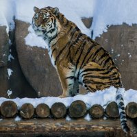 Амурский тигр :: Владимир Максимов