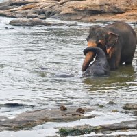 Шри-Ланка. Из жизни слоников... :: Александр Беляков