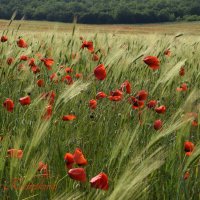 Природа Крыма :: Изумительная Космея