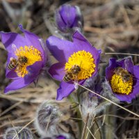 Природа просыпается :: Наталья Димова