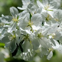 *** :: Виктор Иванович Чернюк