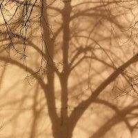 Весенние тени :: Любимова Ольга 