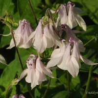 Водосбор :: Freddy 97