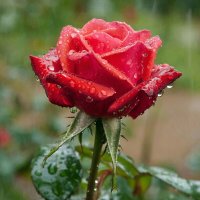 ЦВЕТЫ :: МАРИЯ ПОПОВА