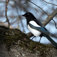 *** :: Владимир Безбородов