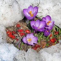 Крокусы в Музеоне 19 марта :: Михаил Бибичков