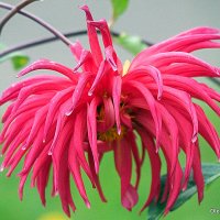 они на радость нам даны :: Олег Лукьянов