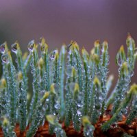 Еловая веточка :: Tina Kott