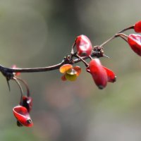 Весна и Осень...прошедшее и будущее... :: Надежда Куркина Весна и Осень...прошедшее и будущее... :: Надежда Куркина