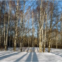 Март в берёзовой роще :: Валентин Котляров