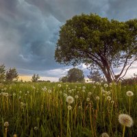 Перед грозой :: Crazy Bee