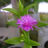 Аптения :: Татьяна Р Аптения :: Татьяна Р