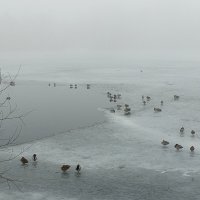 Туман :: Сапсан 