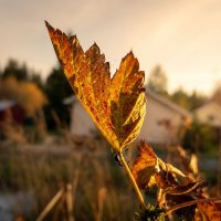 Осенний лист смородины :: Лилия 