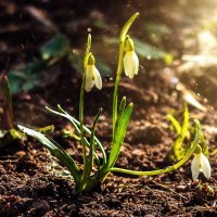 Про весну. :: Анатолий. Chesnavik. Про весну. :: Анатолий. Chesnavik.