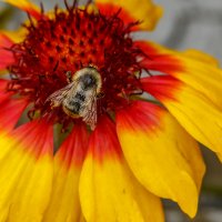 Красное + Жёлтое. :: Евгений Голубев