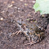 20 марта — дата Всемирного дня лягушки :: Валерий Иванович