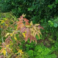 так начинался сентябрь . уральское :: Елена Шаламова так начинался сентябрь . уральское :: Елена Шаламова