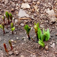 Цветочки дождались весны :: Юрий Гайворонскiий