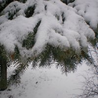 Детали природы :: Роман Савоцкий