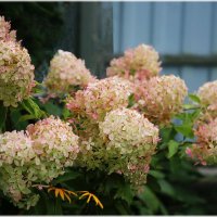 Осенняя гортензия Метельчатая :: ZNatasha - Осенняя гортензия Метельчатая :: ZNatasha -