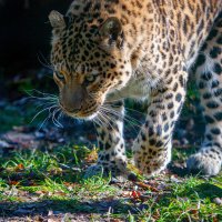 Переднеазиатский, кавказский леопард :: Виктор 