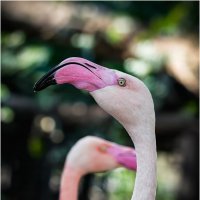 Фламинго :: Александр Григорьев