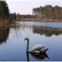 *** :: Aleksandr Gal