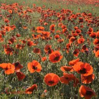 Природа Крыма :: Изумительная Космея