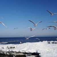 Чайки на мое :: Рита Симонова