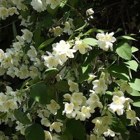 Жасмин :: Freddy 97