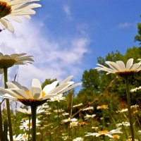 ...и ромашки до неба... :: Александр Герасенков