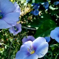 Синенький скромный цветочек ) :: Tina Kott