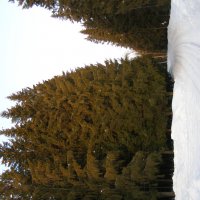 Лесная дорога в Миловку :: Анна Воробьева