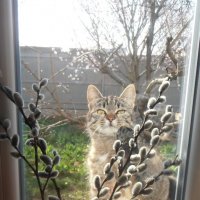 За окошком наша кошка :) :: Наталья 