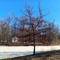 Весна :: Сапсан 