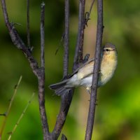 Пеночка :: Владимир Лазарев Пеночка :: Владимир Лазарев
