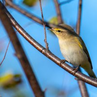 Пеночка :: Владимир Лазарев