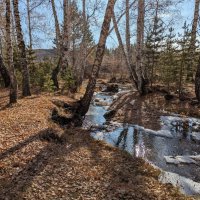 Лесная речка :: Андрей Хлопонин