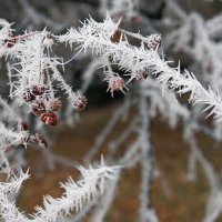 Иней на веточке :: Галина Нестратова Иней на веточке :: Галина Нестратова