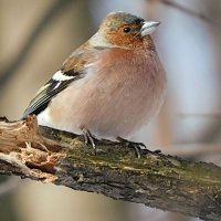 Зяблик :: Лина 