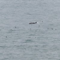 чемги и дельфин. :: юрий макаров