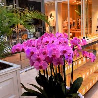 Коктейль из запахов манит. :: Татьяна Помогалова