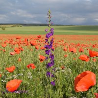 Природа Крыма :: Изумительная Космея